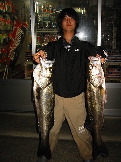 ○大型シーバス２匹、萩市松本橋にて釣り上げる